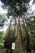 樹齢600年のかぶら杉 